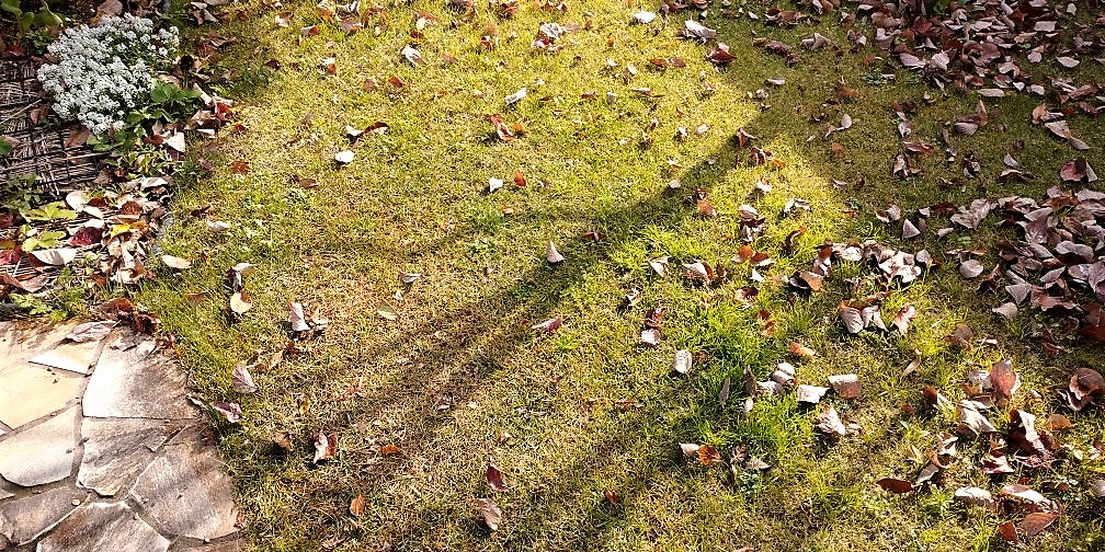 晩秋のクワナ・福島県郡山市