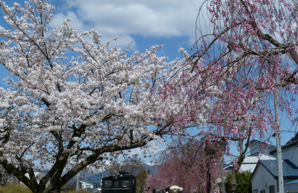 枝垂桜