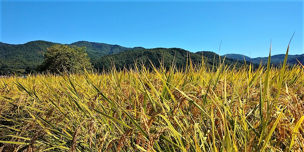 秋になりました・福島県郡山市