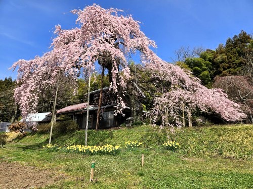 桜満開・福島県郡山市