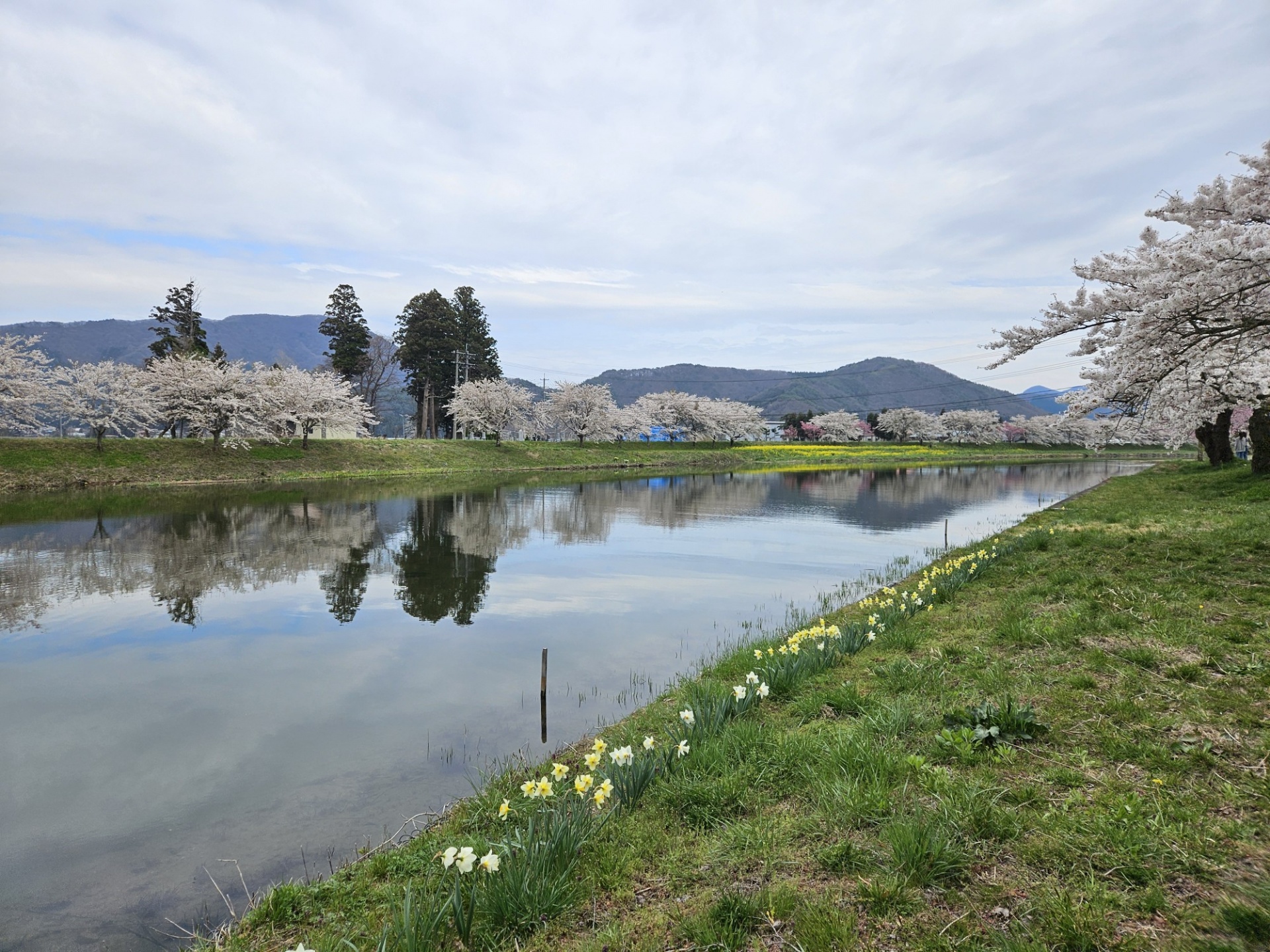 お花見セラピー・福島県郡山市