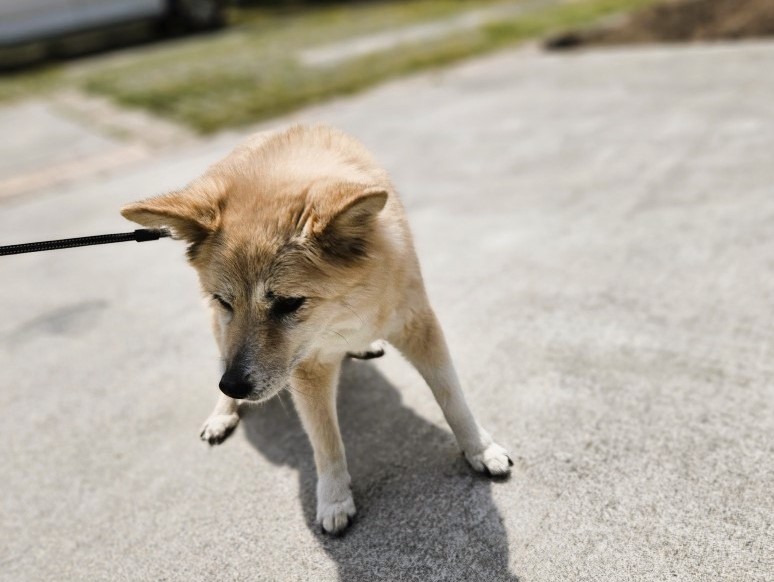 クワナのアイドル犬 くうちゃんです