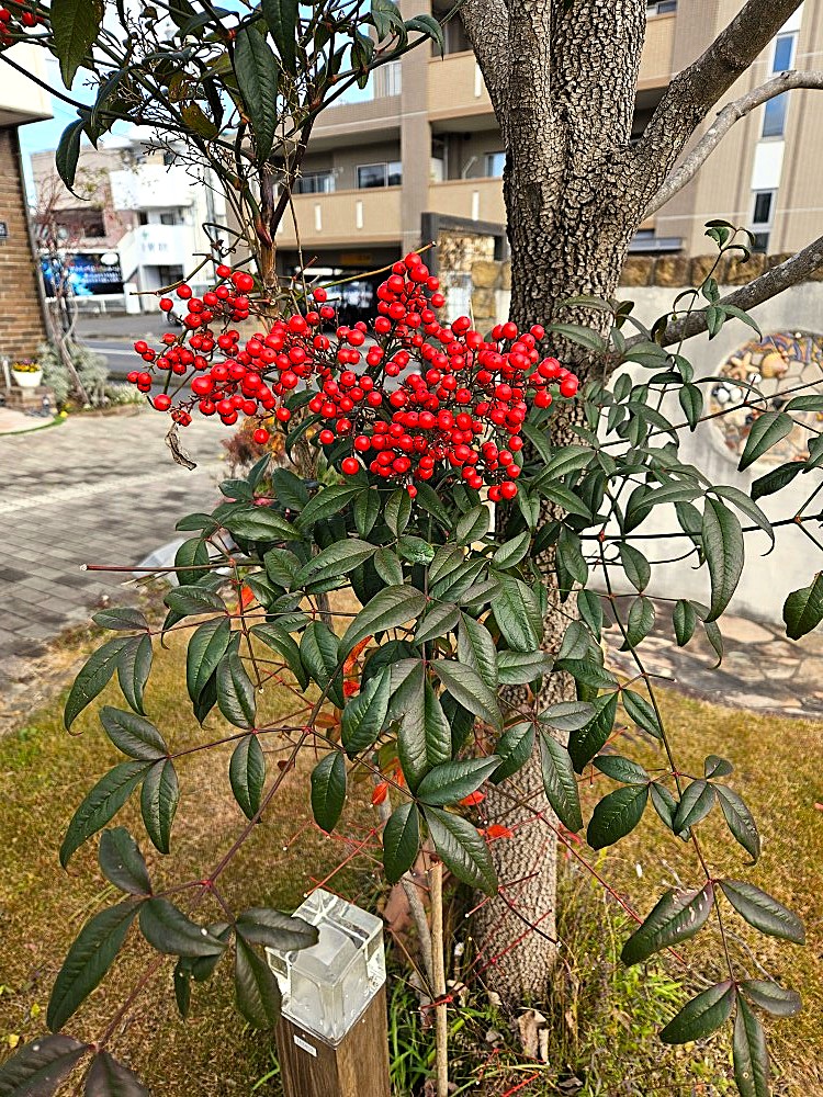 初積雪・福島県郡山市