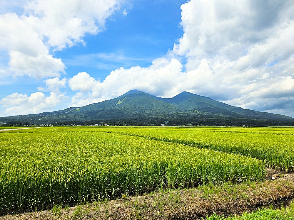 緑色一色だった田園風景