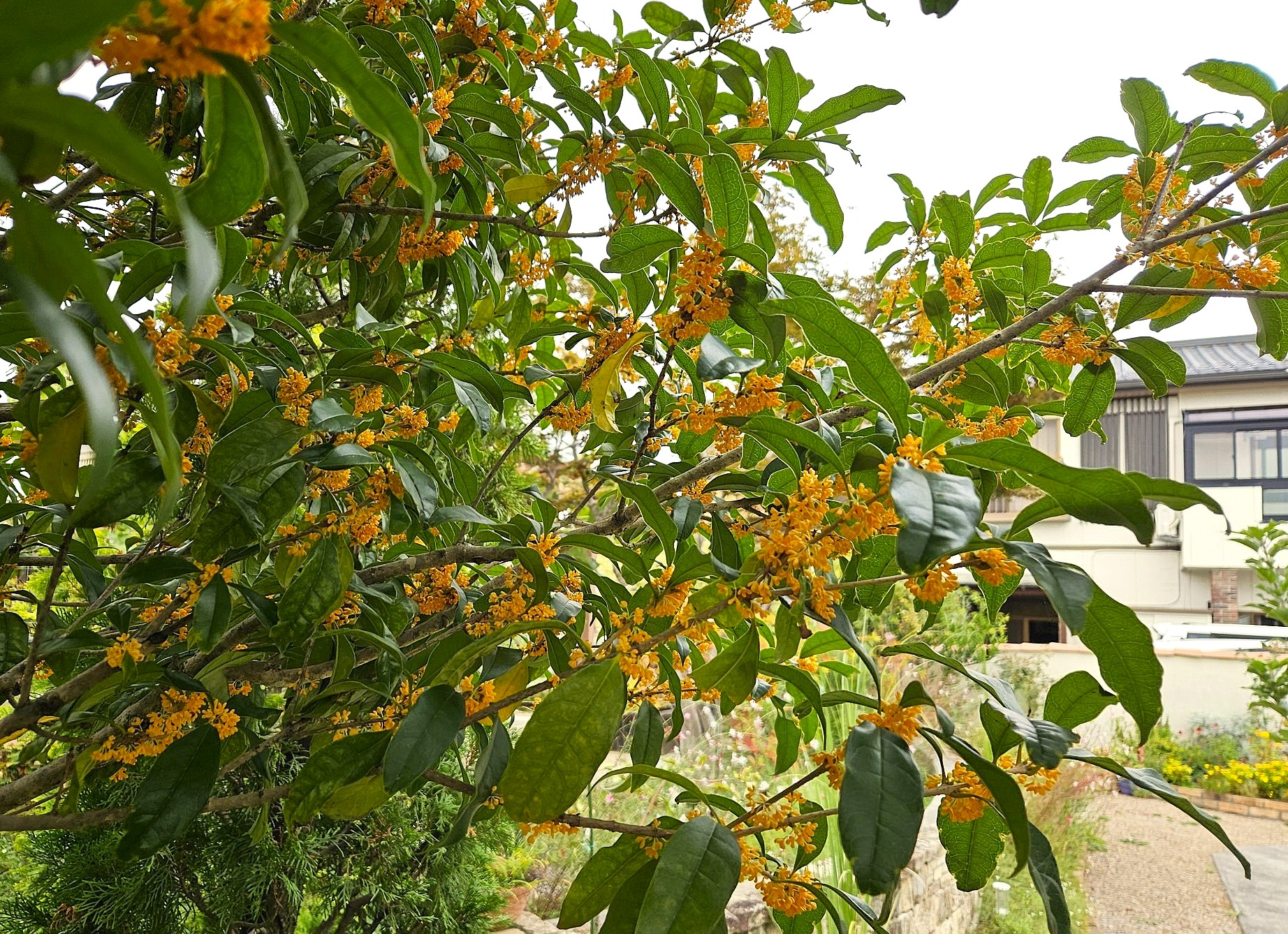 モデルガーデンの金木犀