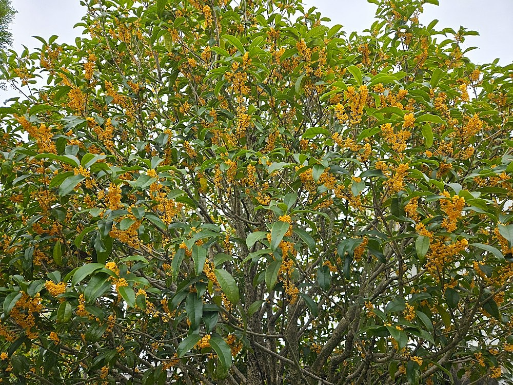 クワナモデルガーデンの金木犀