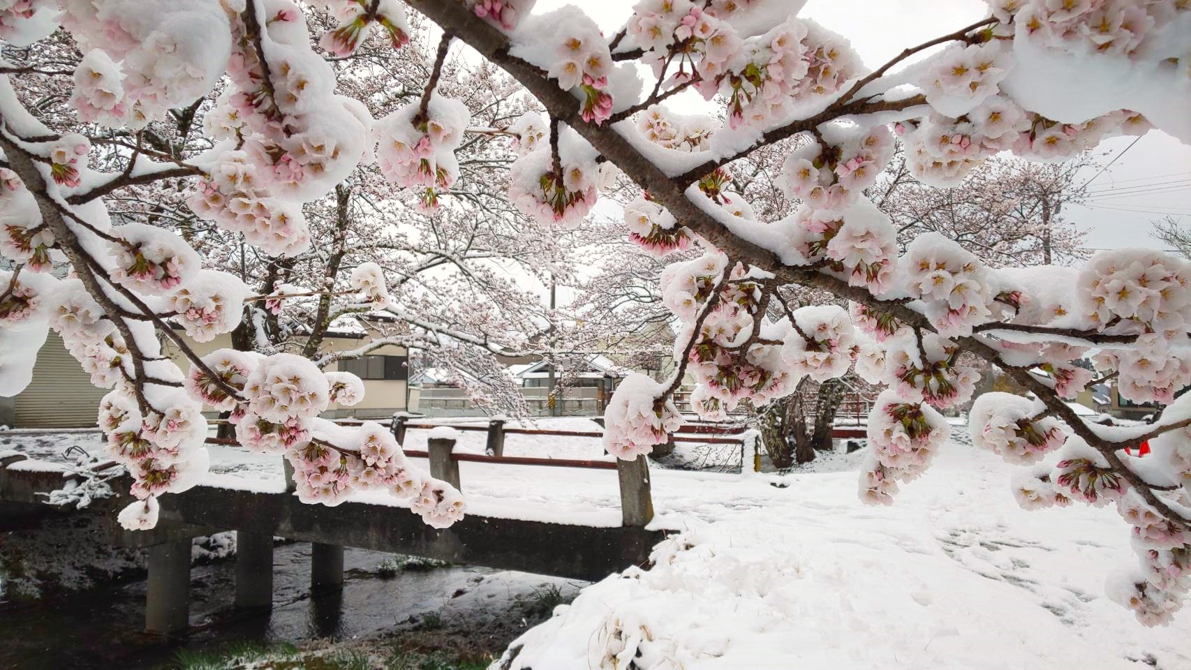 桜花の雪化粧・福島県郡山市