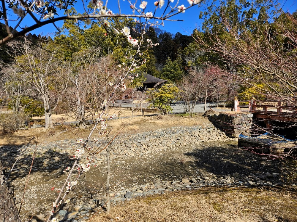 国宝白水阿弥陀堂の梅・福島県郡山市