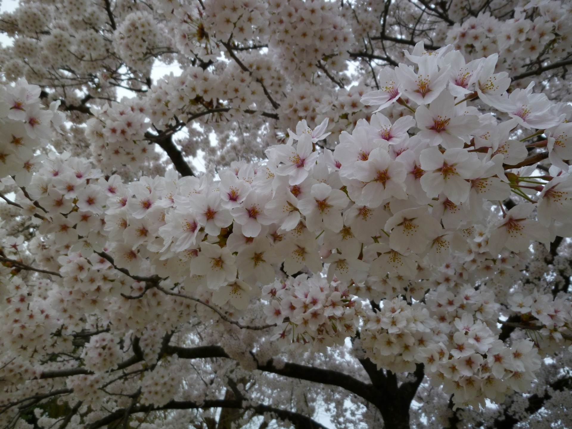 桜の花吹雪・福島県郡山市