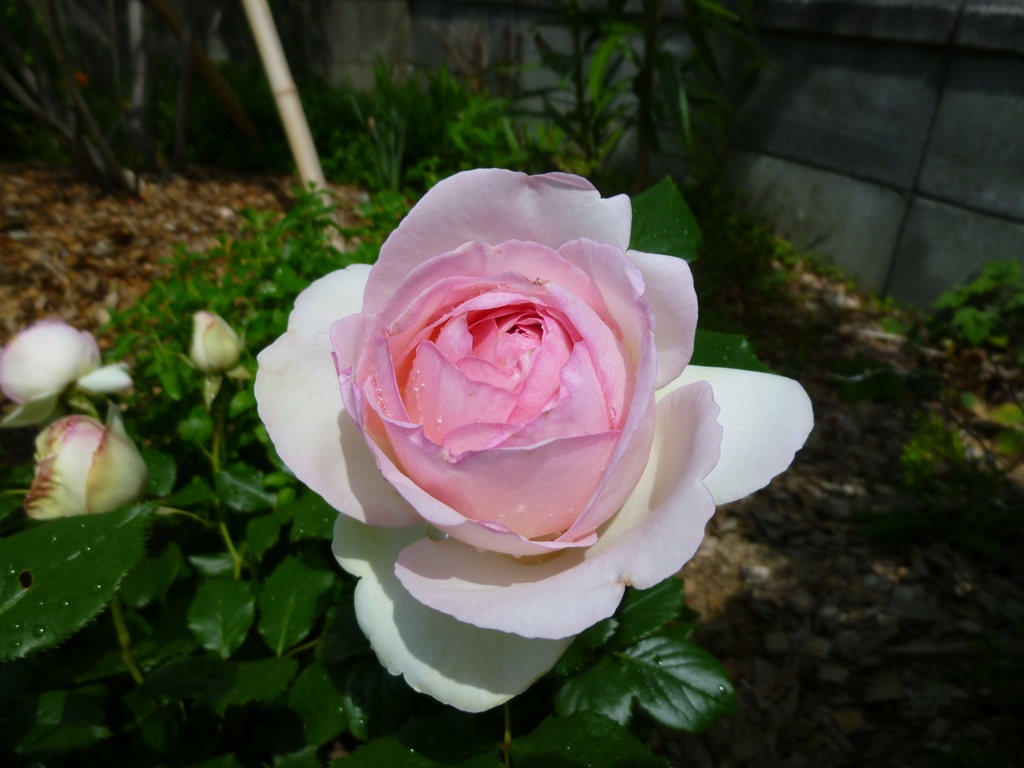 クワナのバラ・花図鑑・郡山市