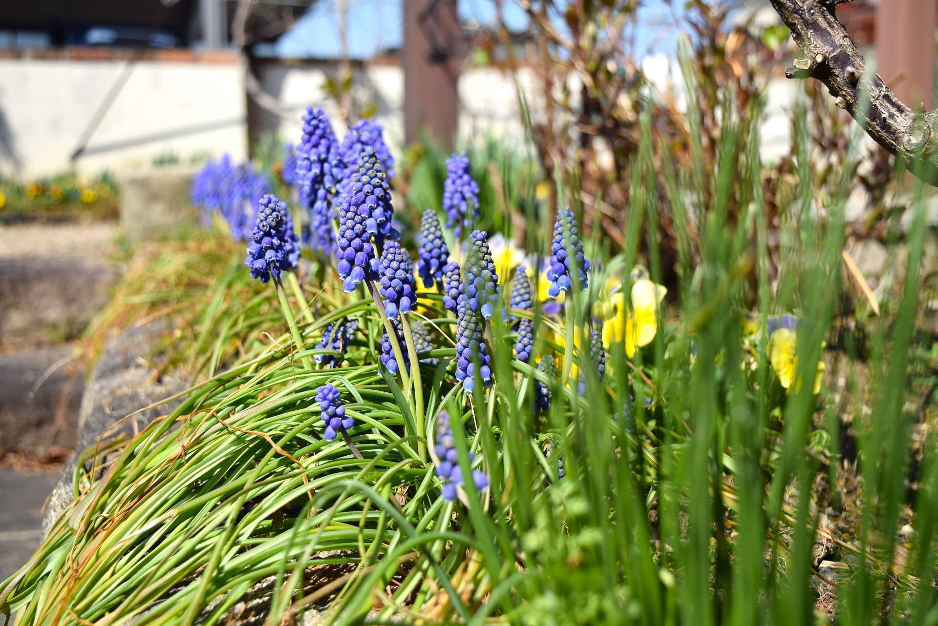 春の花壇・福島県郡山市