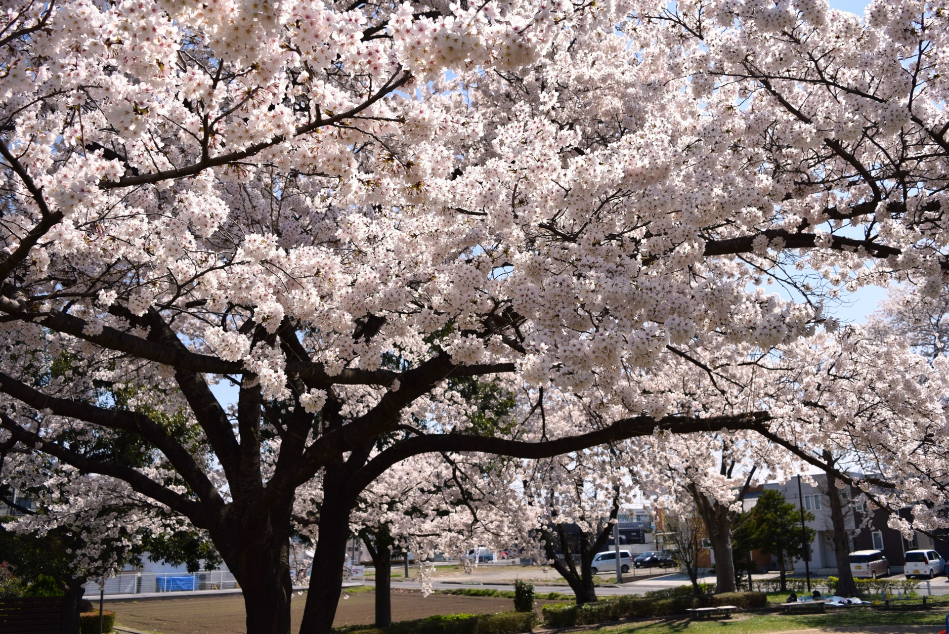 桜満開の新年度・福島県郡山市