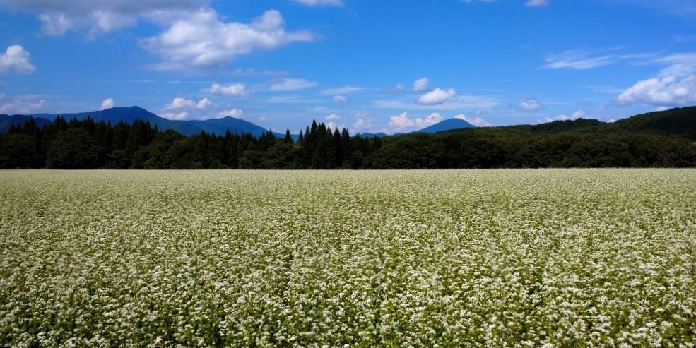 夏は終わりました？・福島県郡山市