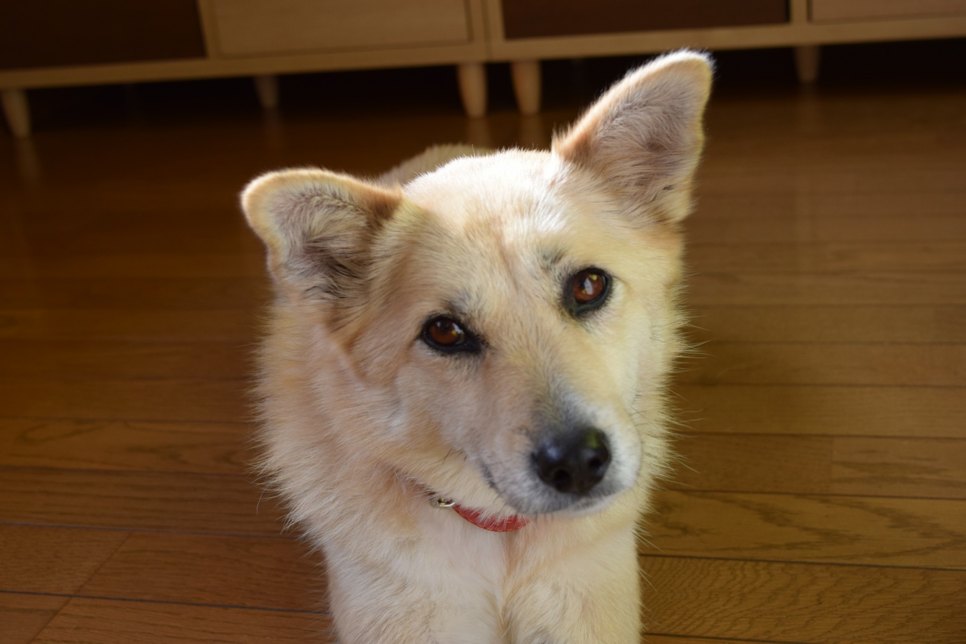 看板犬くう