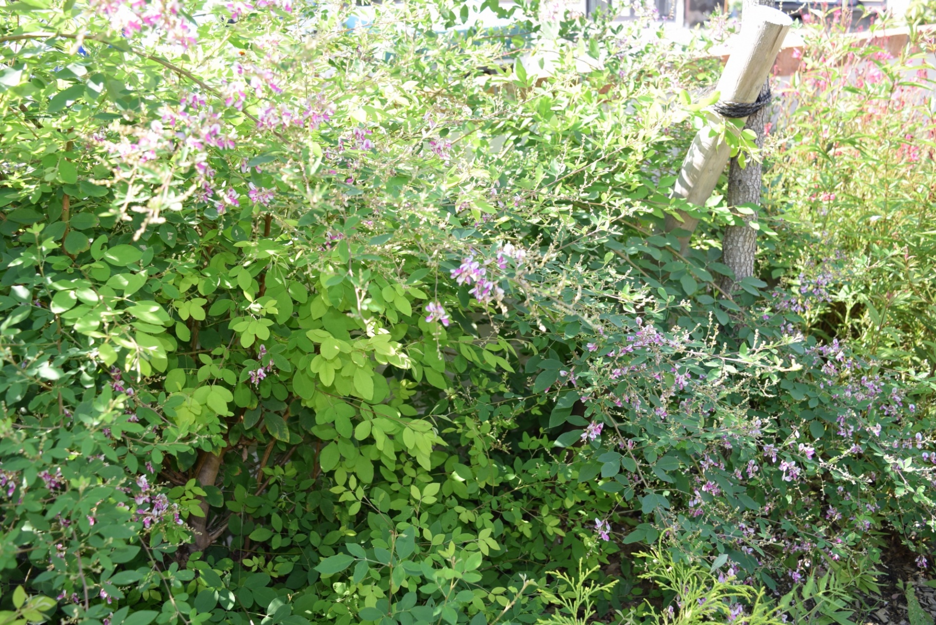 萩の花・おはぎ食べたい