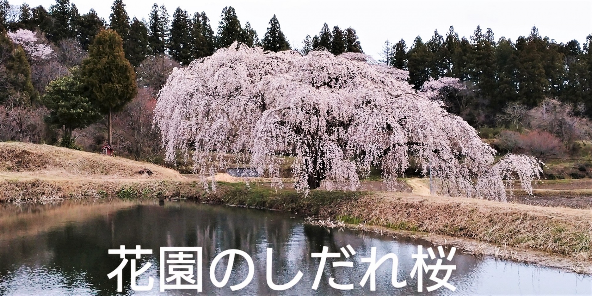 桜前線春が来た・福島県郡山市