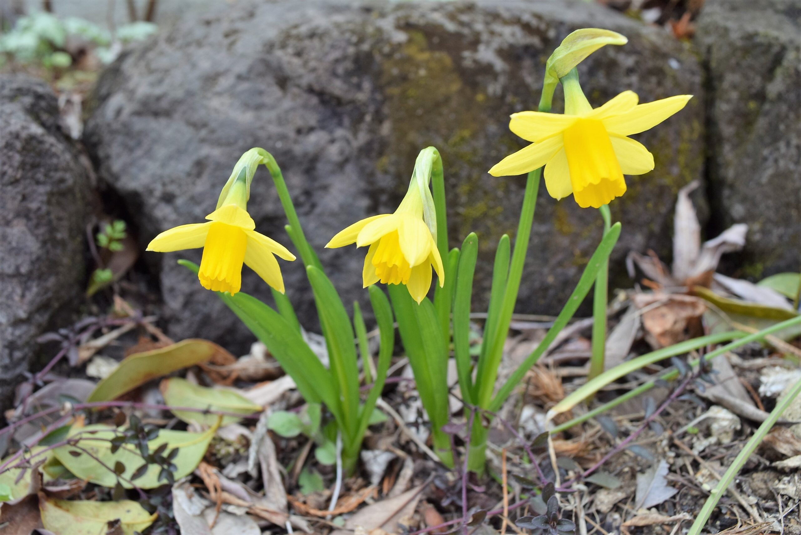 ラッパスイセン