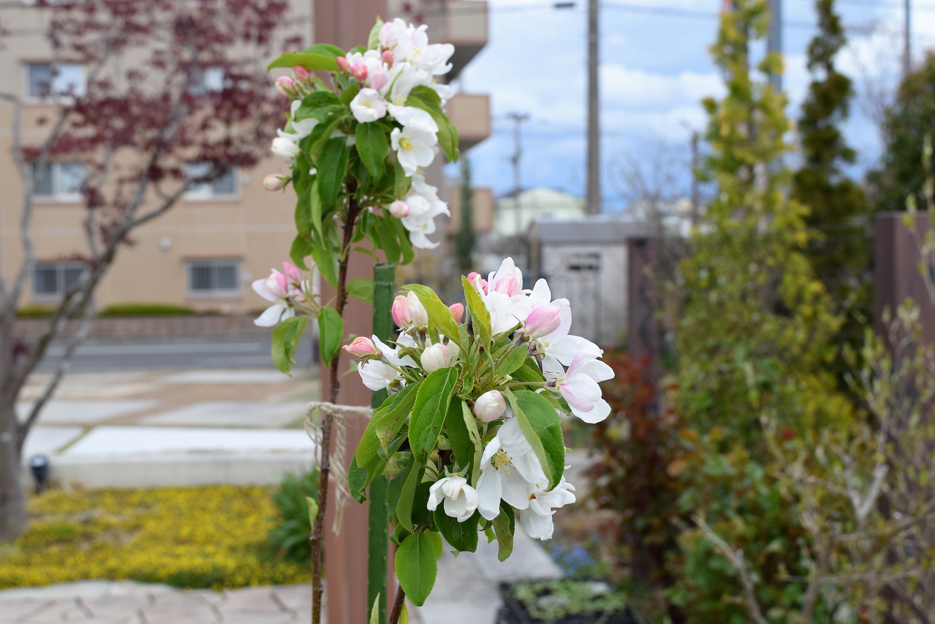 お花でホッと一息・福島県郡山市