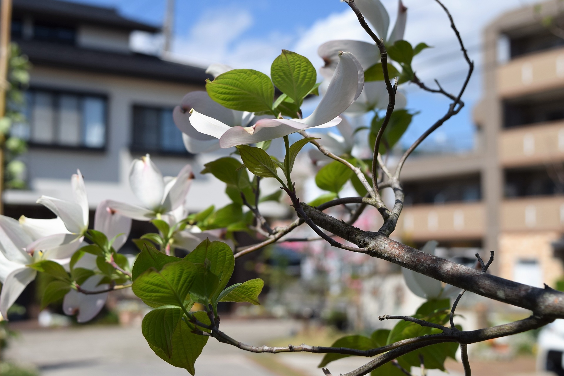 癒しの花々・福島県郡山市