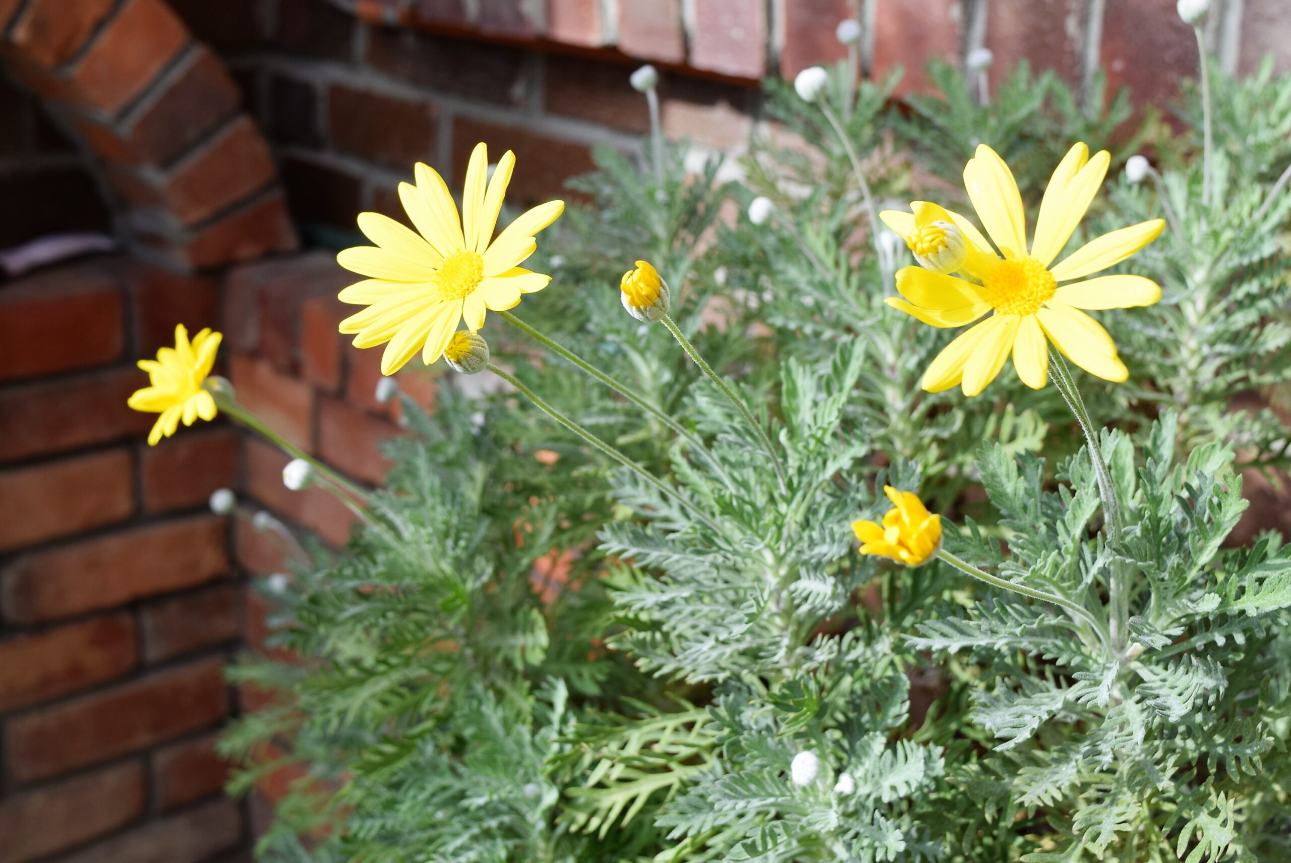 秋から春まで咲いてくれる花