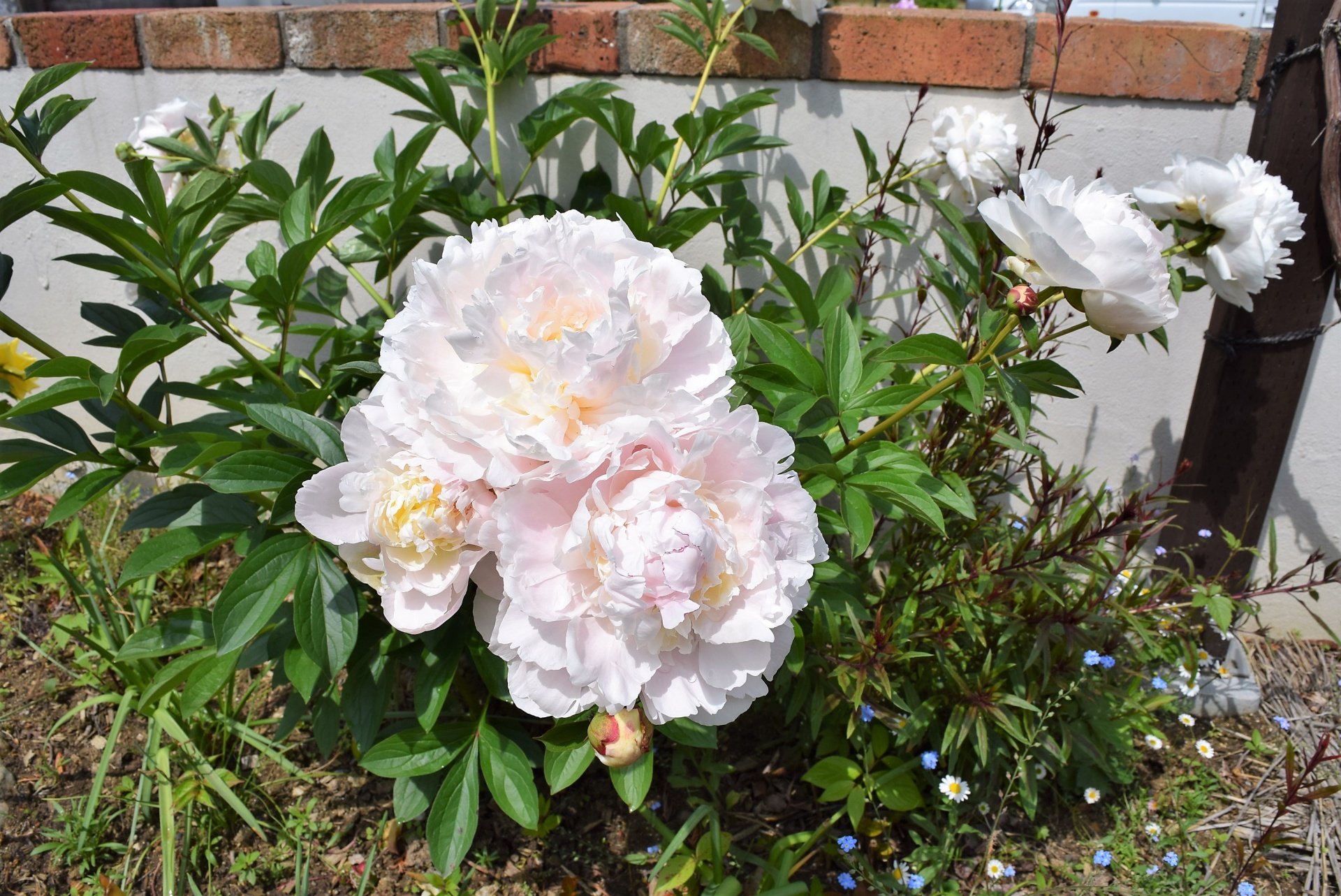 花盛りの季節・福島県郡山市