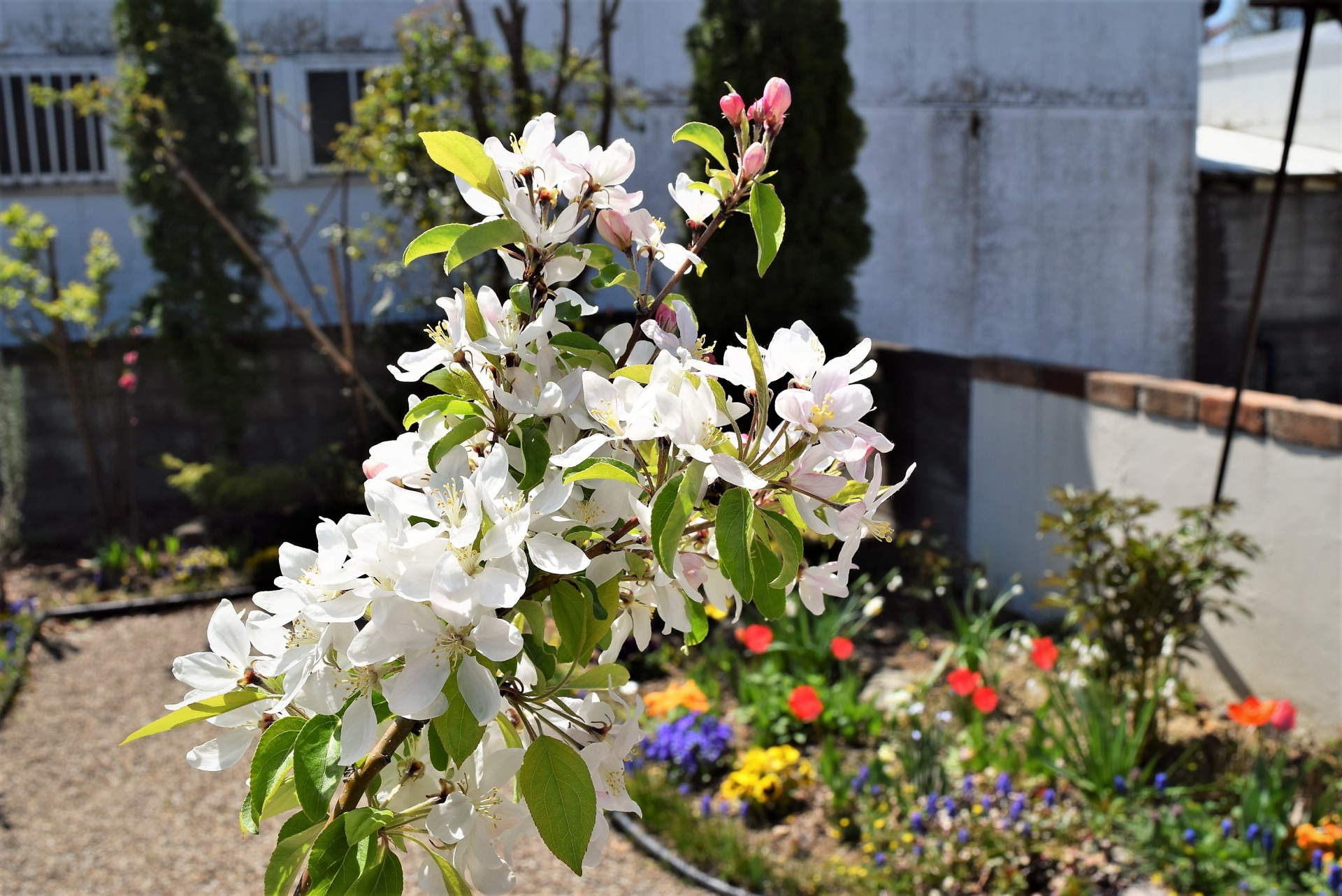 畑の花と庭の花・福島県郡山市