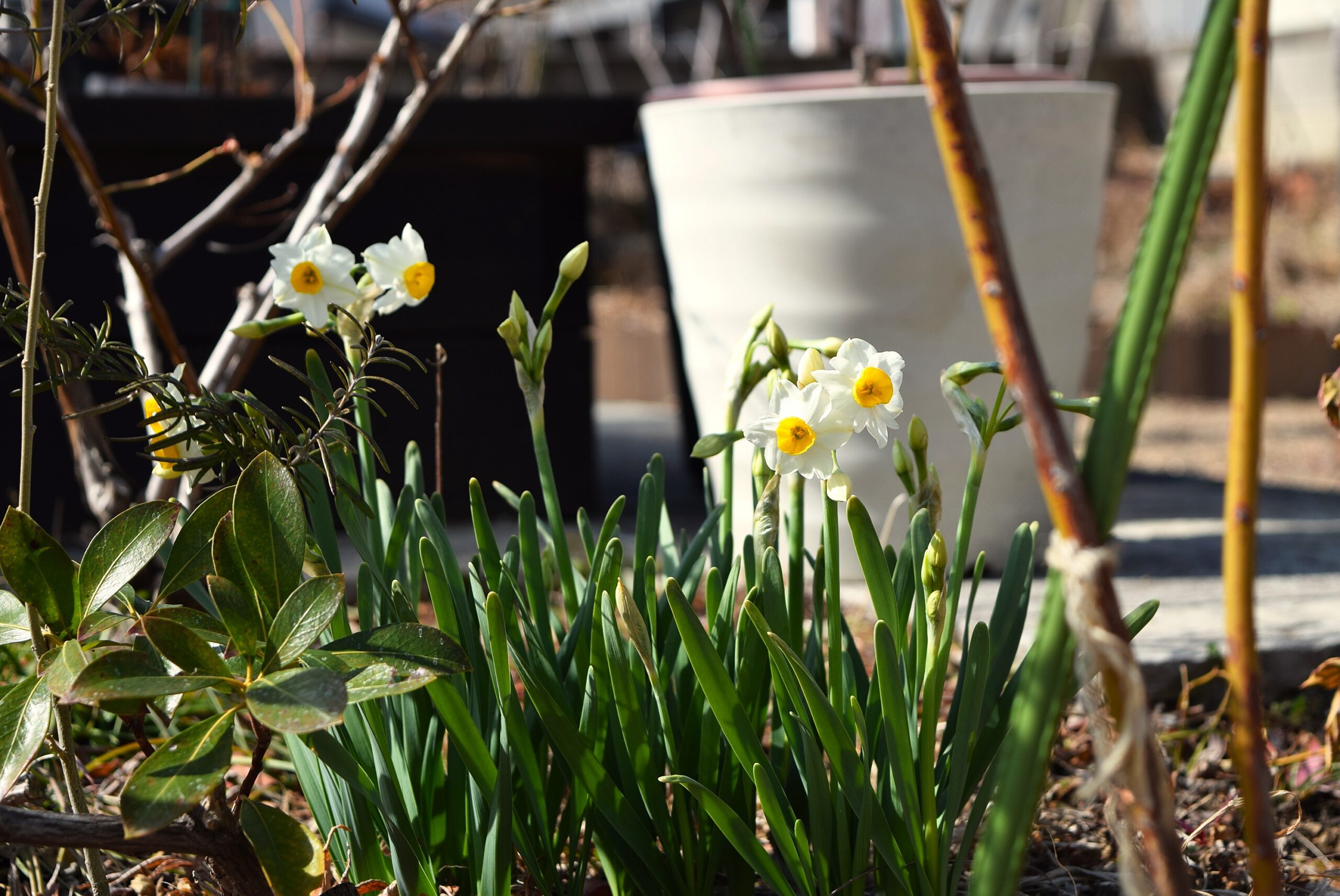 うれしい春の光・福島県郡山市