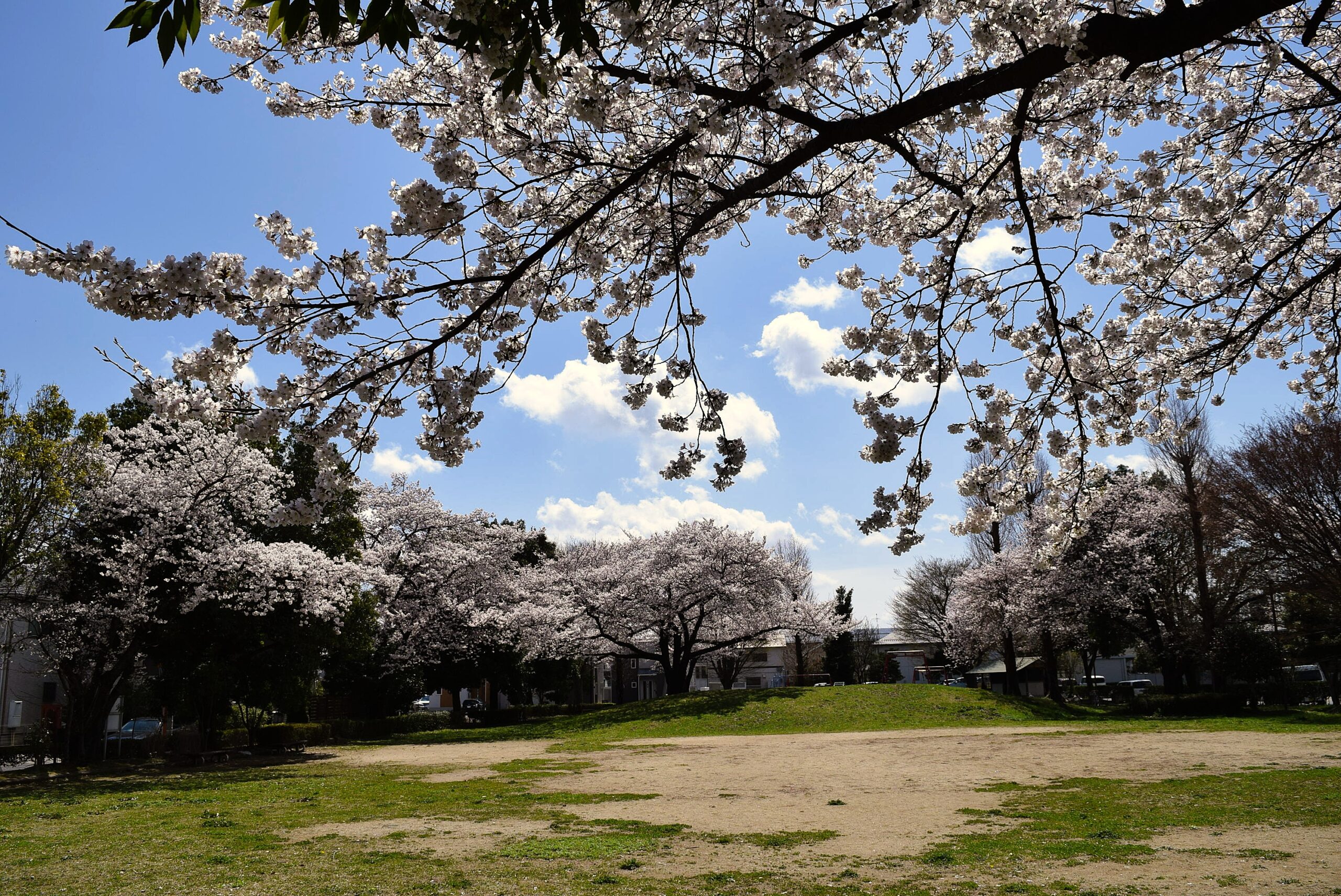 堤の桜