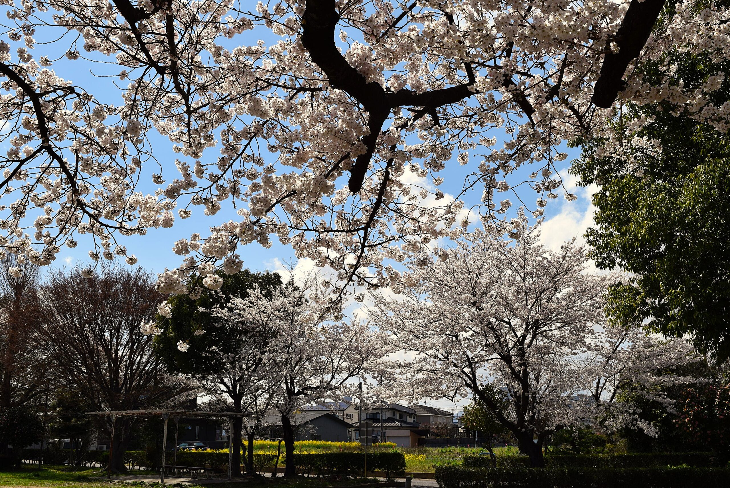 桜満開になりました・福島県郡山市