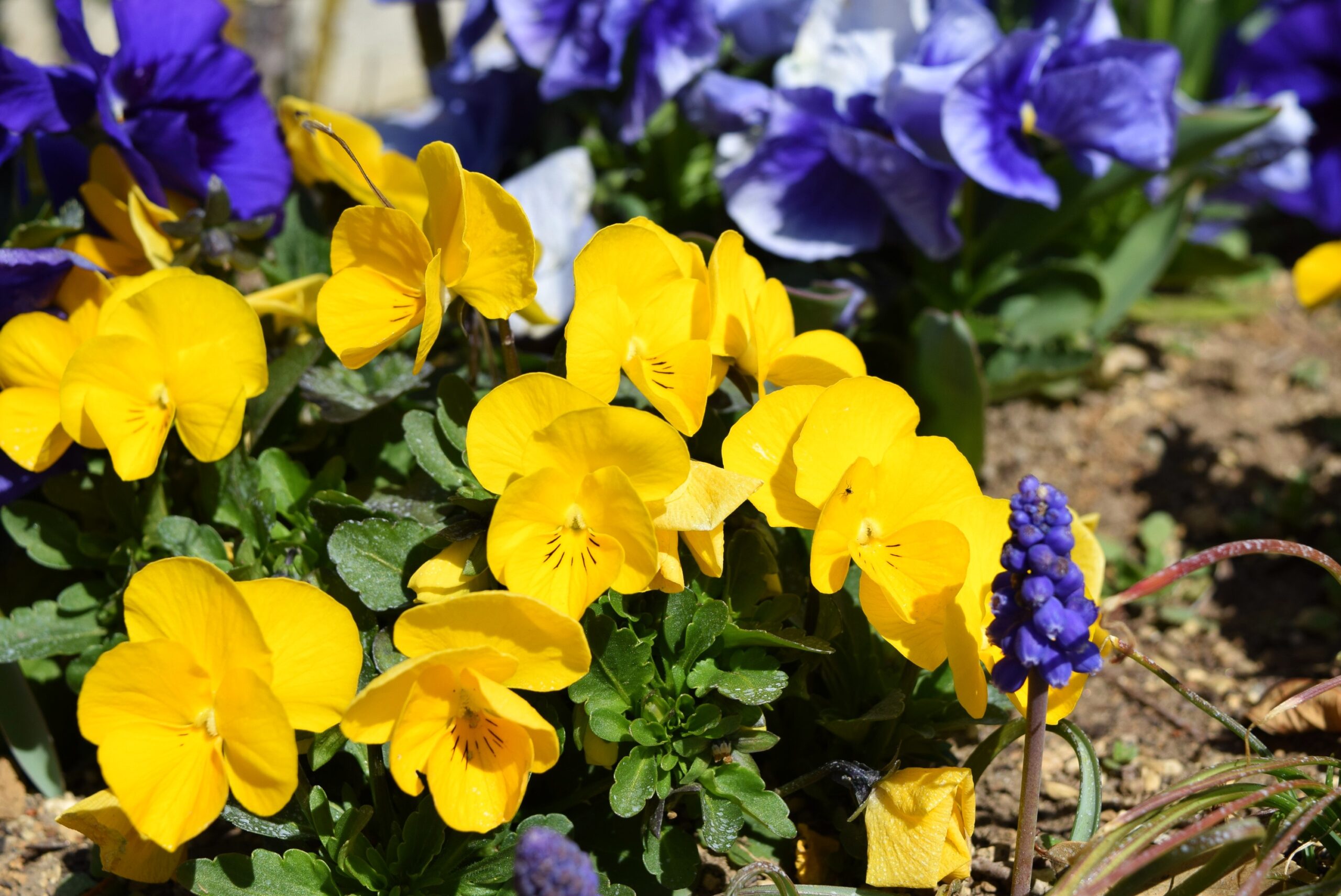 ムスカリ見～つけた・福島県郡山市