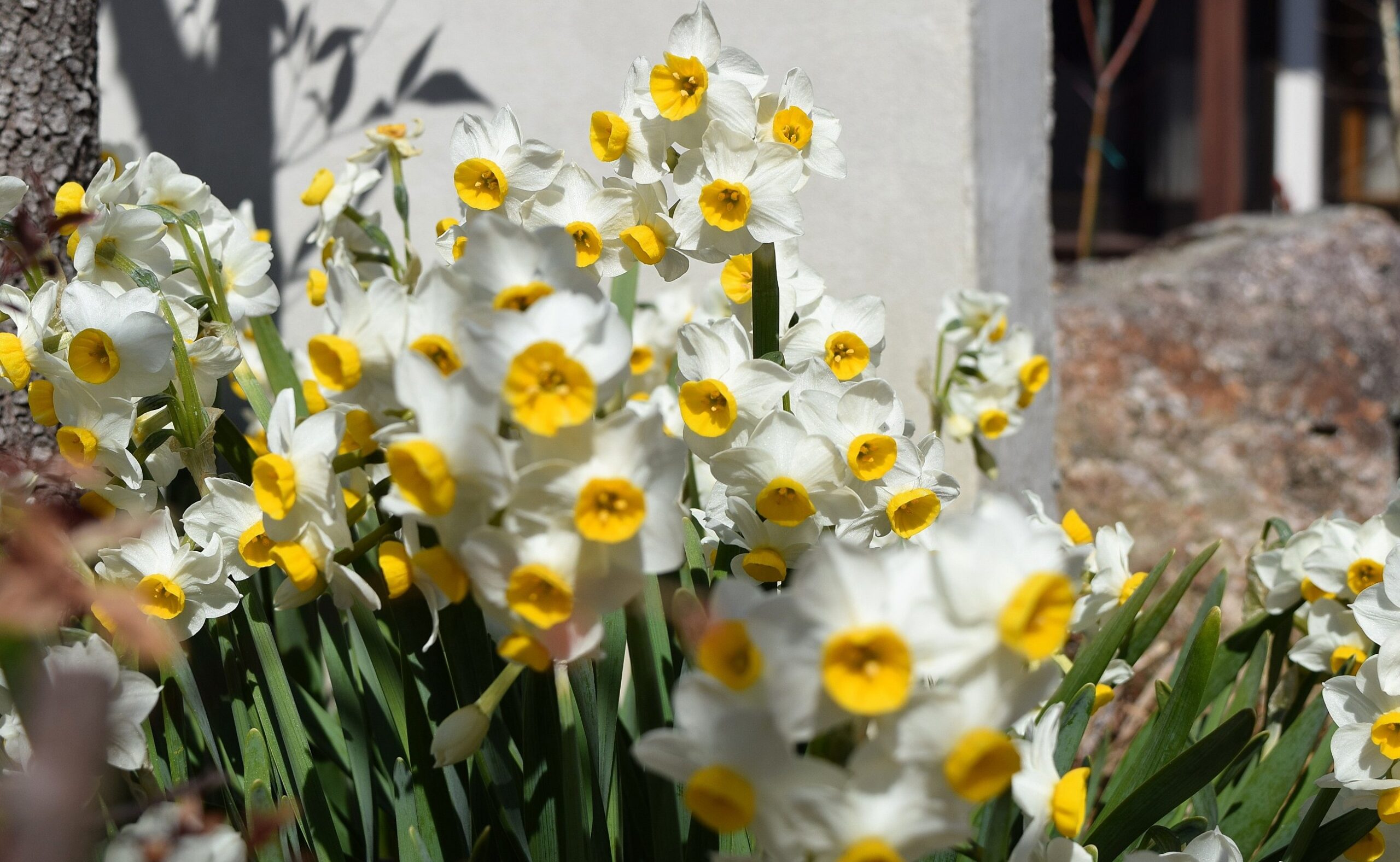 我先に咲き誇る