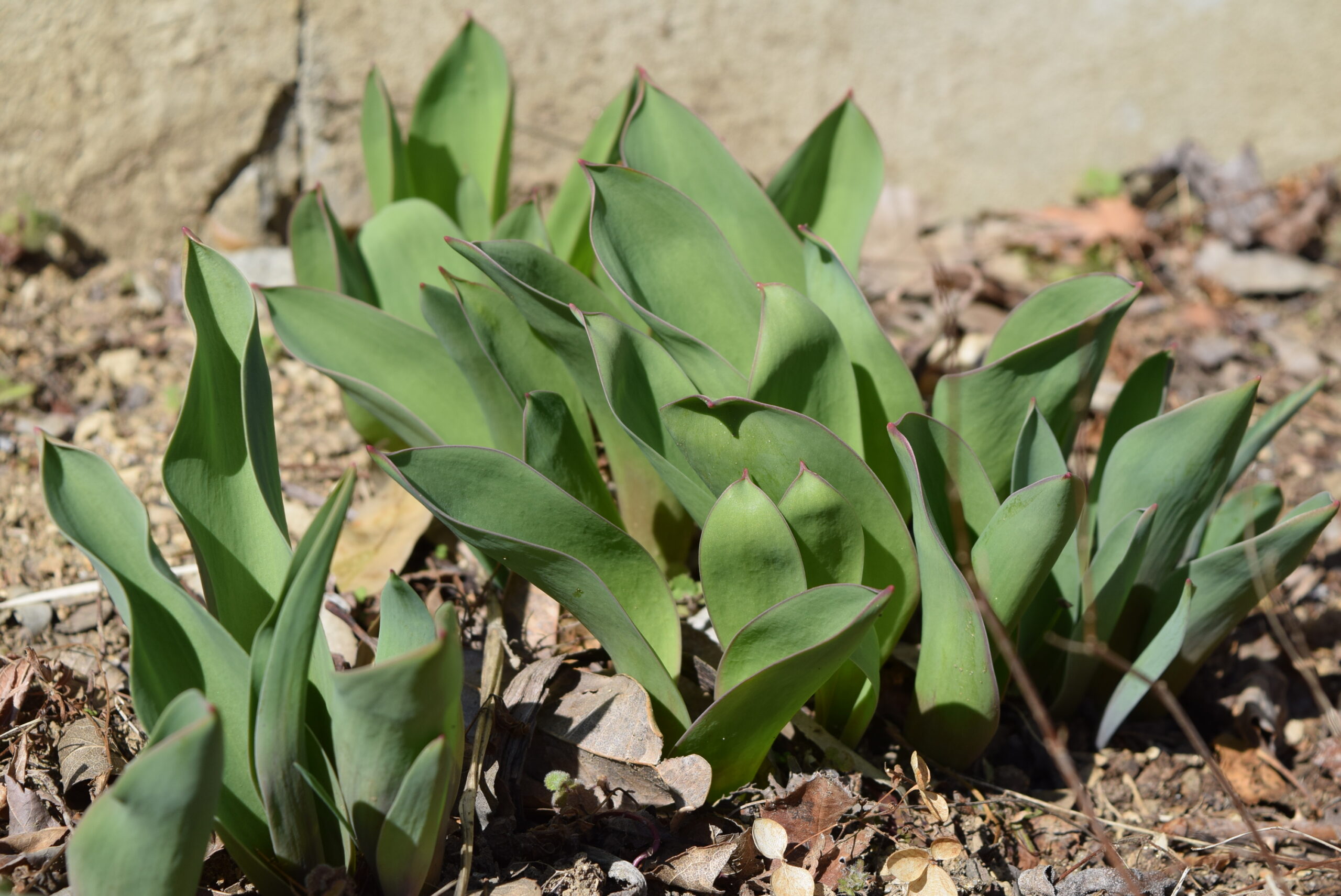 葉も伸びて春の花