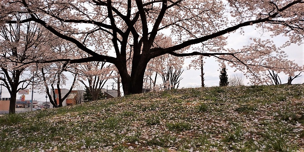 あっという間に桜吹雪・福島県郡山市