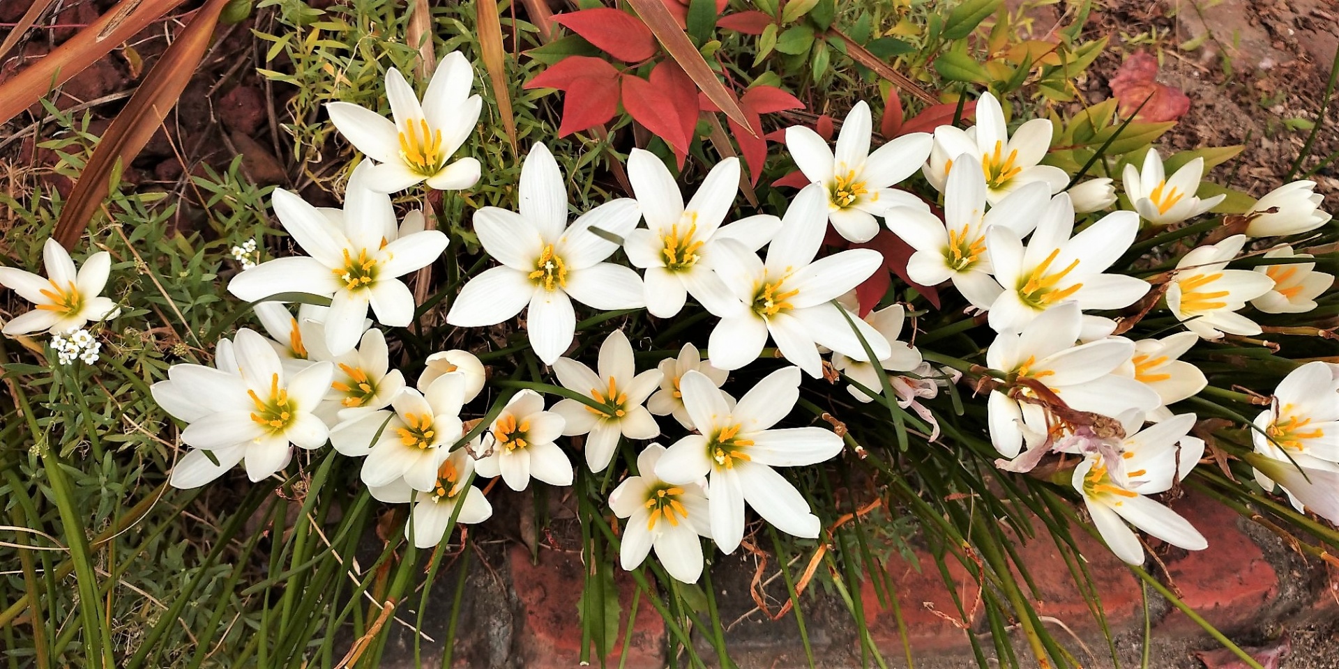 中秋の名月（芋名月）・福島県郡山市