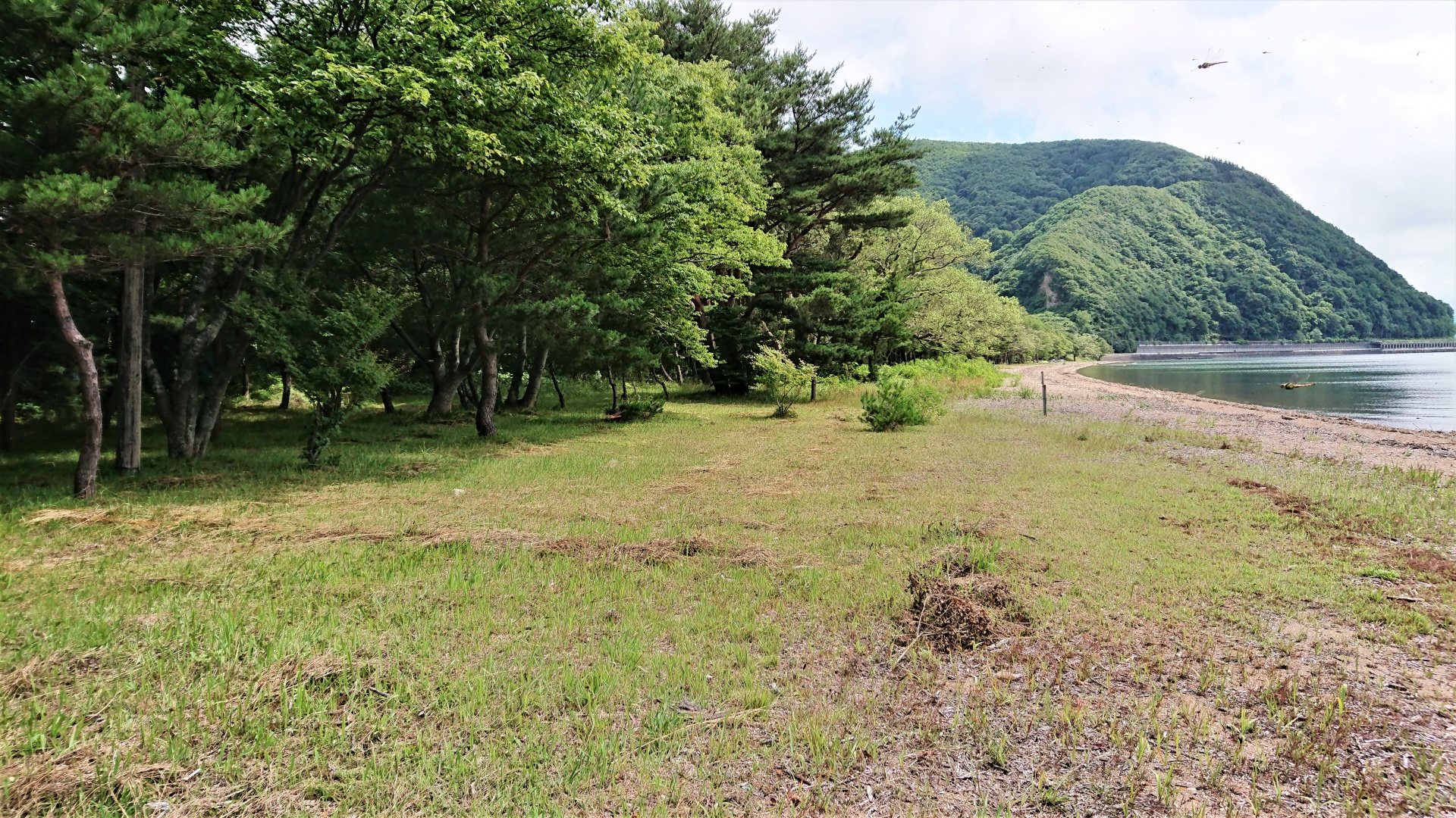 麦わら色の茜トンボ・福島県郡山市