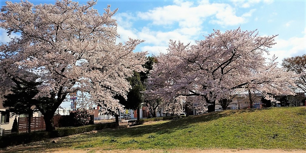 春爛漫桜の季節・福島県郡山市