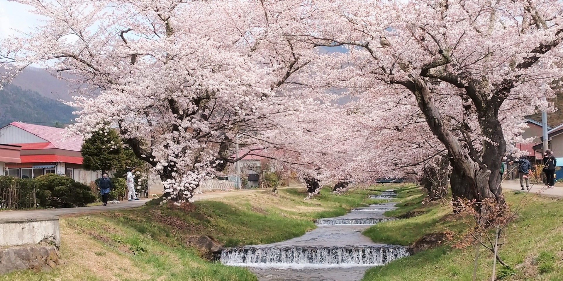 最後の桜かな・福島県郡山市