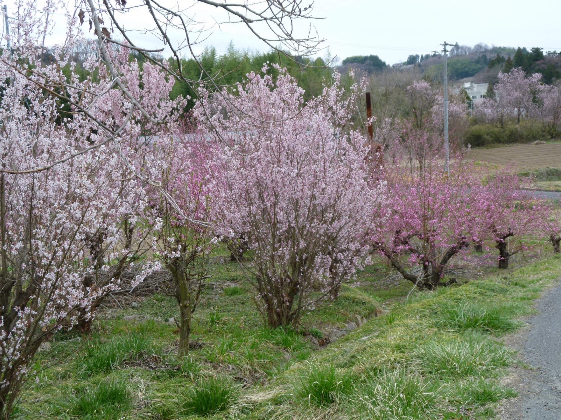 桃と桜