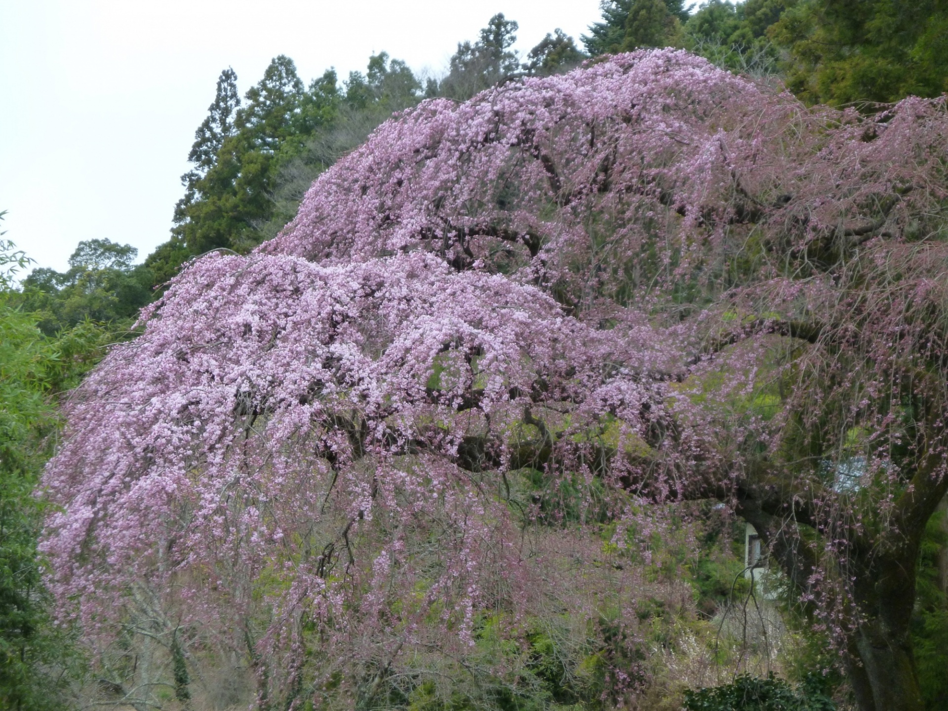 高倉地内の枝垂桜