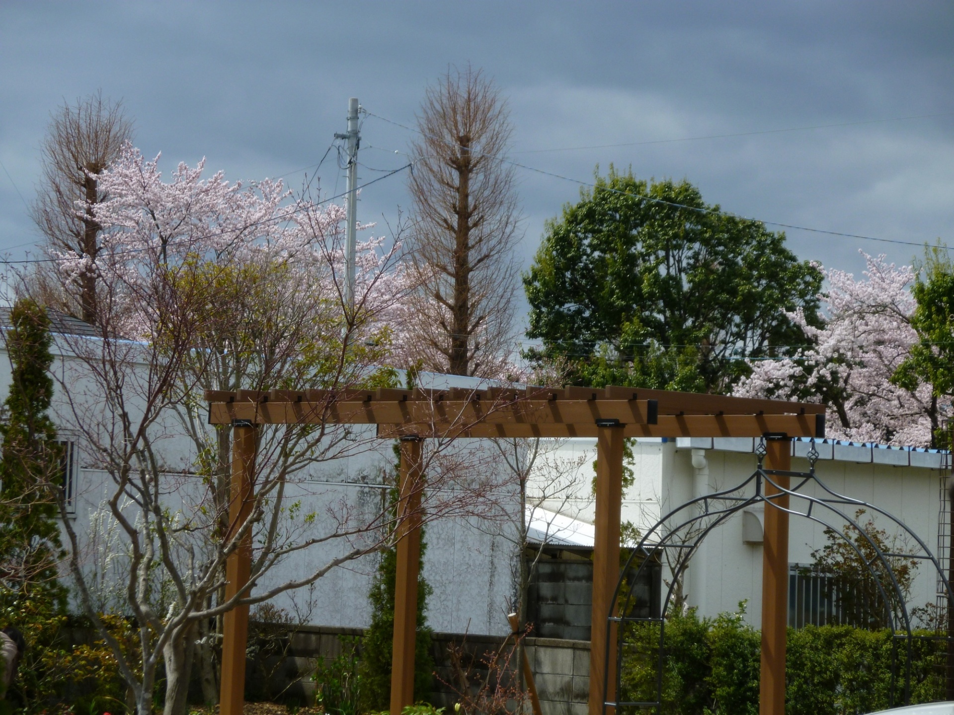 会社から見た堤公園の桜