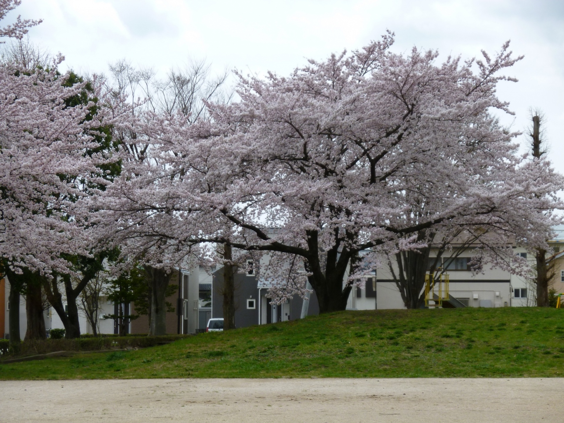 桜巡り