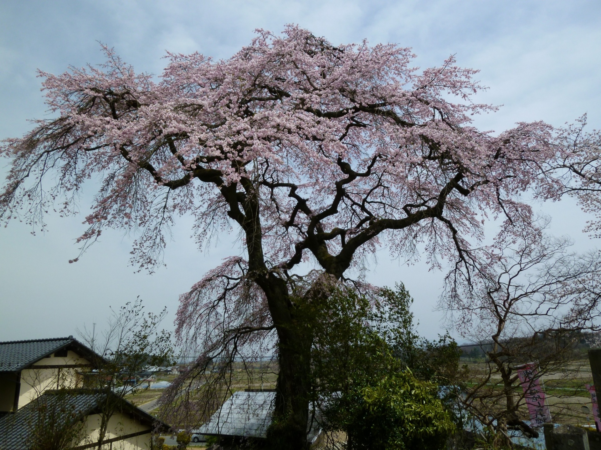 須賀川の彌陀櫻