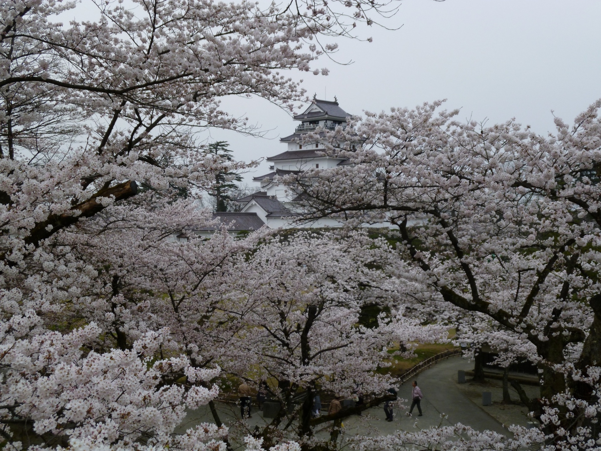 鶴ヶ城の桜