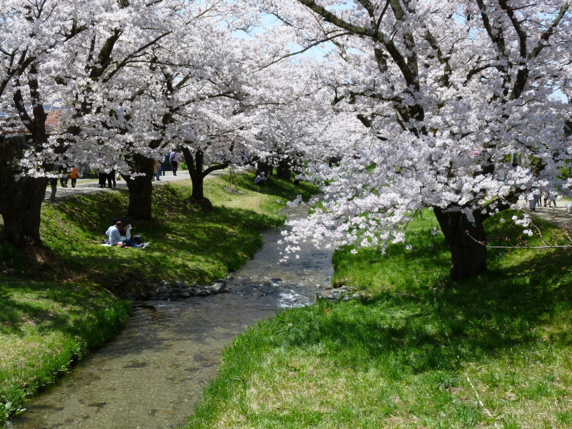 猪苗代観音寺川の桜