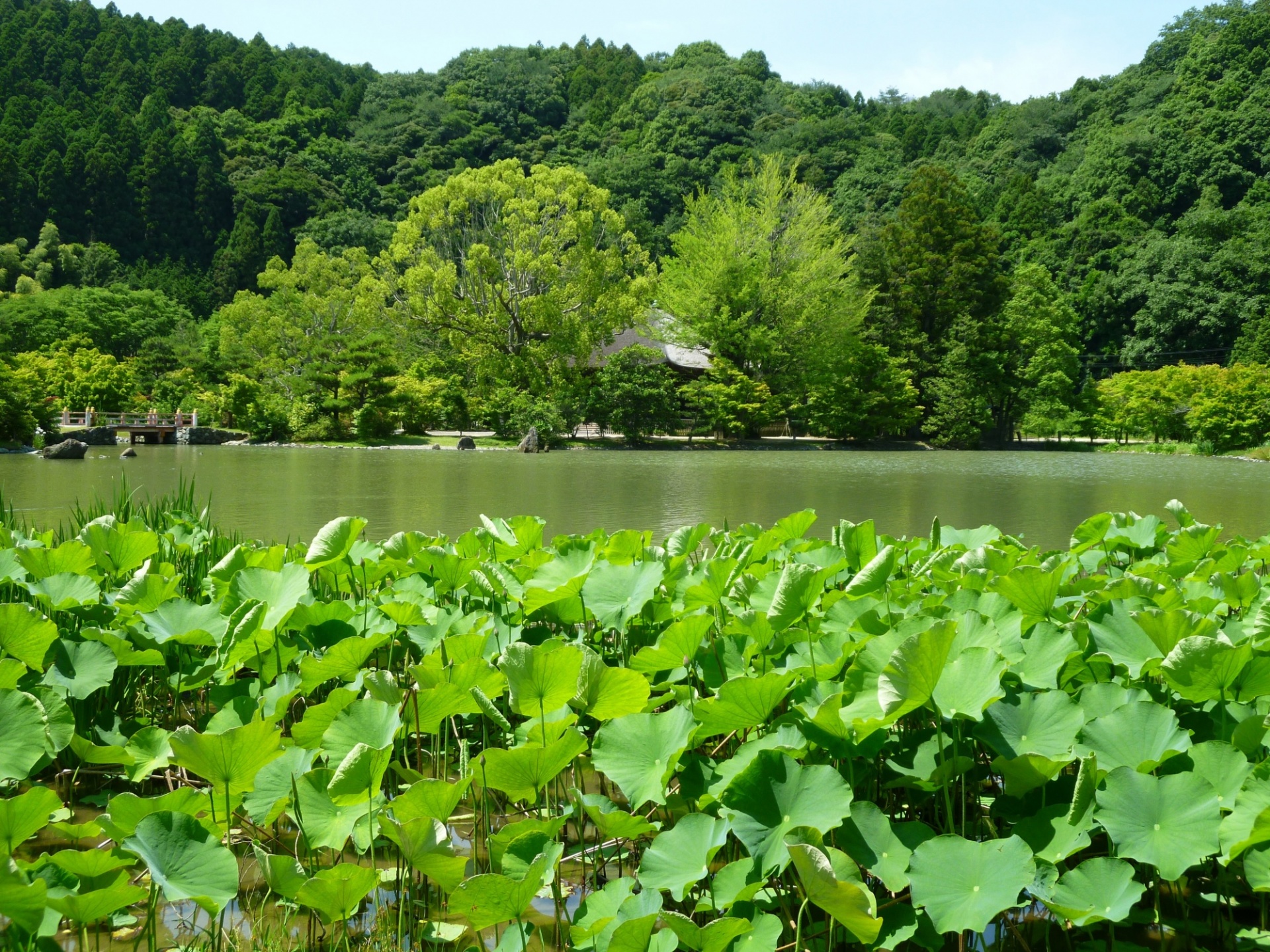 浄土庭園