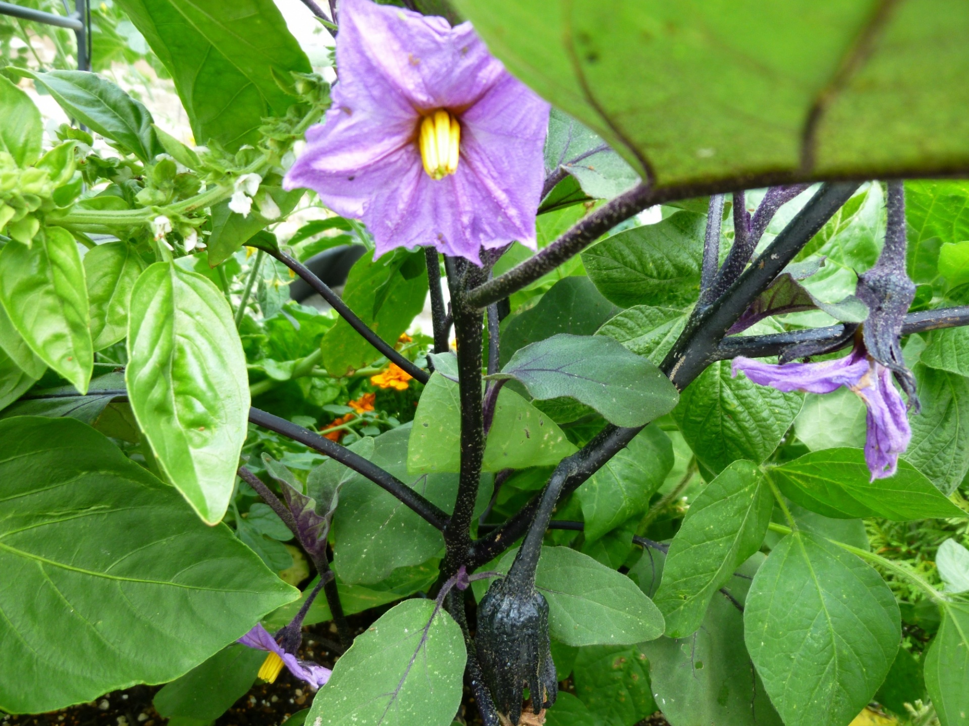 茄子の花