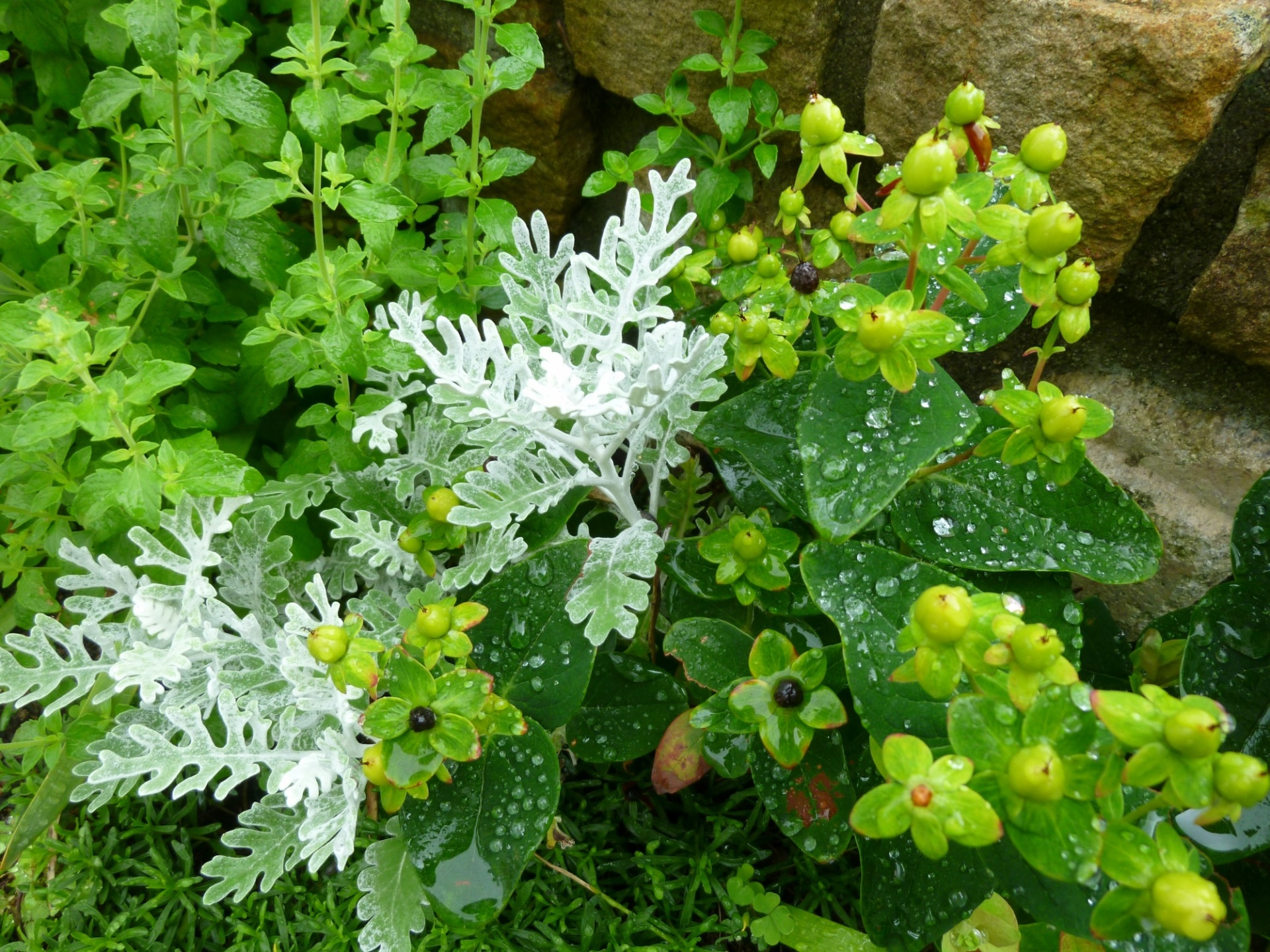 カラミンサ・白妙菊・ピペリカム