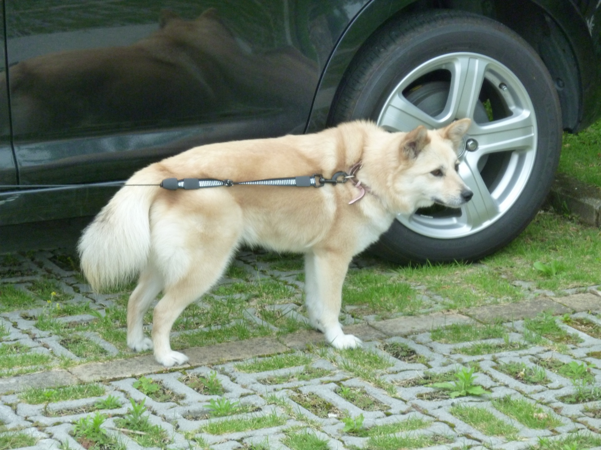 看板犬クウの仕事