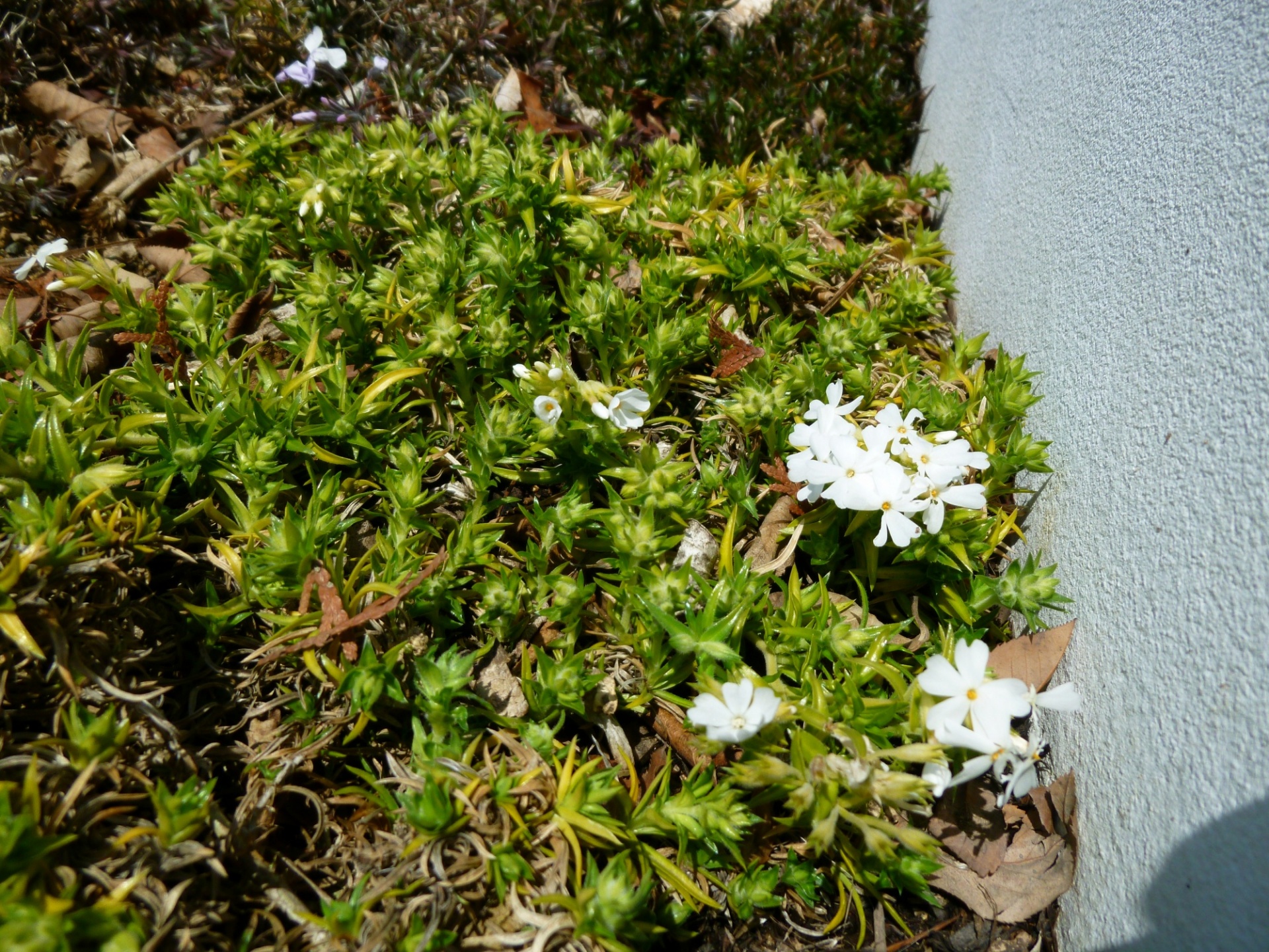 芝桜