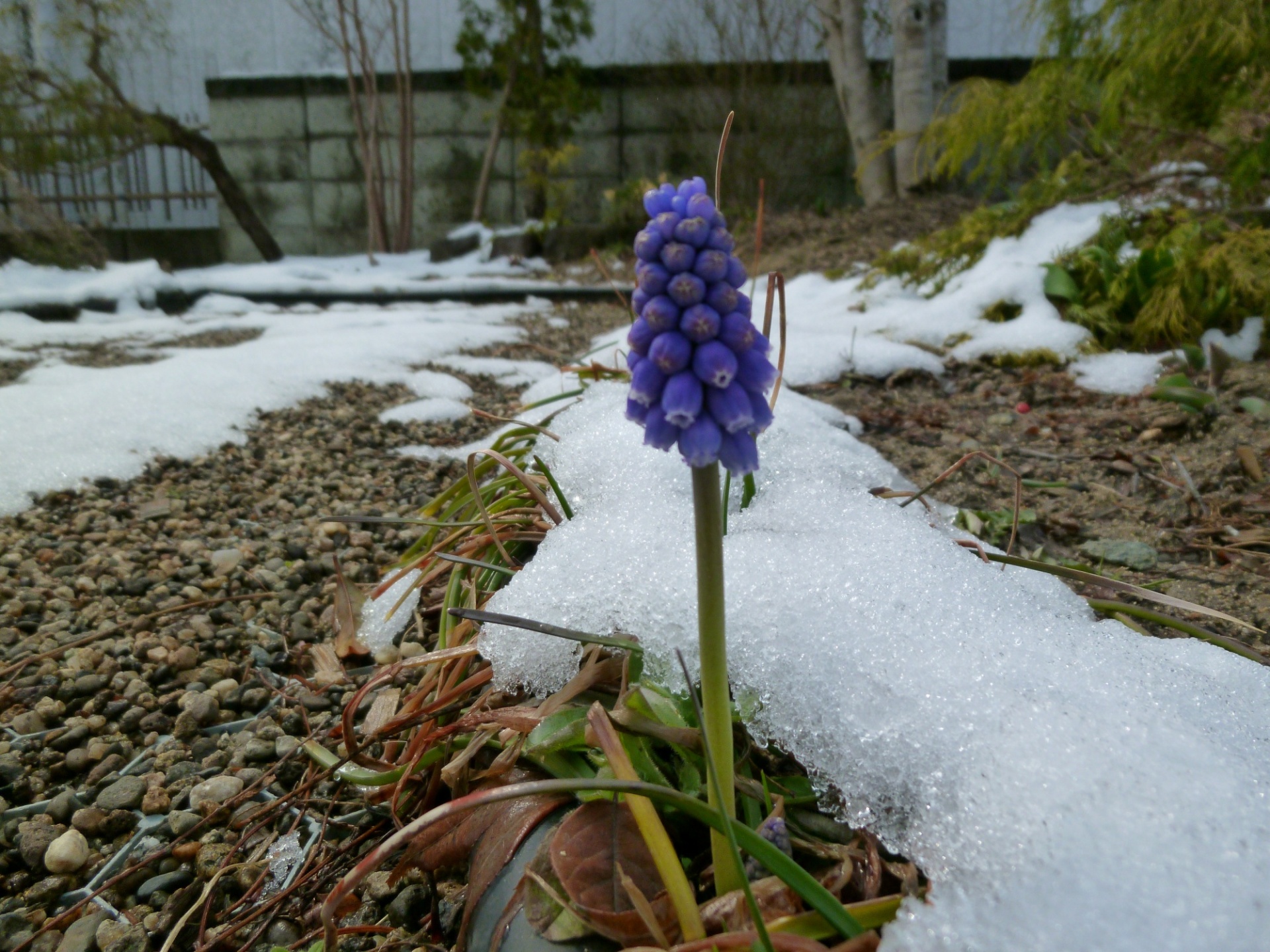 雪解け待つムスカリ